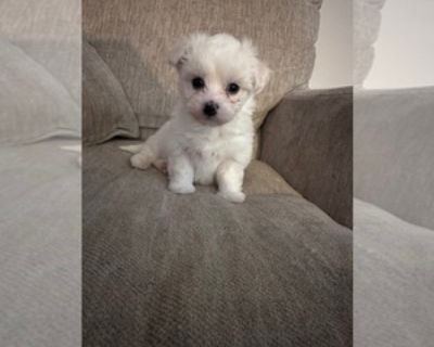 Tiny Tim - Male Maltipoo Puppy for Sale
