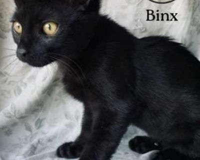 Binx - Domestic Shorthair Male Cat for Adoption