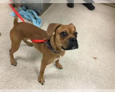 Dog - Boxer Male Puppy for Adoption