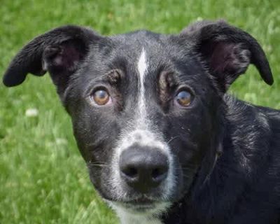 Chicho - Labrador Retriever/Border Collie Mix Male Puppy for Adoption
