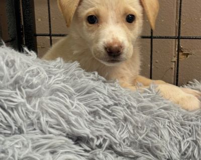 Blanch - Great Pyrenees & Labrador Retriever Mix Female Puppy for Adoption