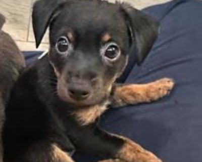 Simon - Chihuahua & Dachshund Mix Male Puppy for Adoption
