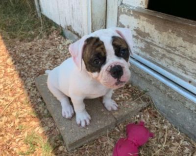 Adorable American Bulldog Puppies For Sale – Can Deliver