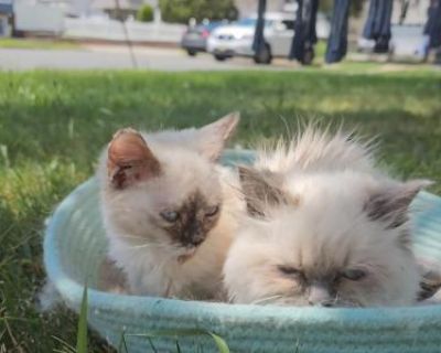 Show quality. Champion bloodlines. Registered. Kittens will have veterinary exam and vaccines/deworming done before going home. Always Raised underfoot and lovingly socialized. We have a gorgeous set of lilac mink Ragdoll s which are expected to be super fluffy, sapphire blue eyes, ready to go. Please send over text to 973-888-3252 for quickest response and more information. Thank you!