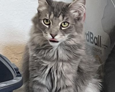 Jackpot - Domestic Medium Hair Male Cat for Adoption