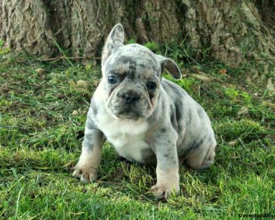 Gordie - 7 Weeks Male French Bulldog Puppy for Sale