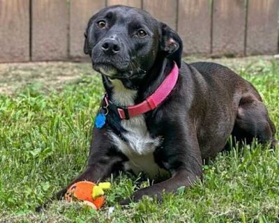 Poppy - Labrador Retriever Female Dog for Adoption