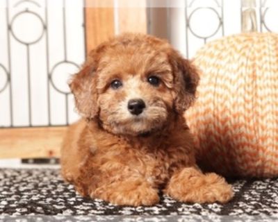 9 Weeks Old * Size at Maturity: Small * Availability Date: 11/05/2025 * Shipping Area: Nationwide * Payment Method: Paypal, Credit Cards *. Red loves nothing more than snuggling up on your lap and enjoying moments of relaxation. Whether you re unwinding after a long day or seeking a loyal companion to keep you company, Red will be there, ready to bring you joy and comfort. His sweet and gentle ...