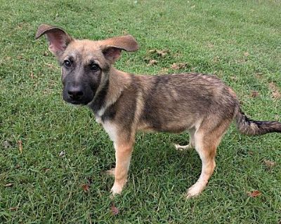 Benjamin - Shepherd (Unknown Type) Male Dog for Adoption