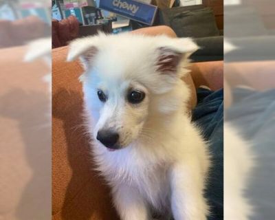 Dorbs - American Eskimo Dog Male Adult Dog for Adoption