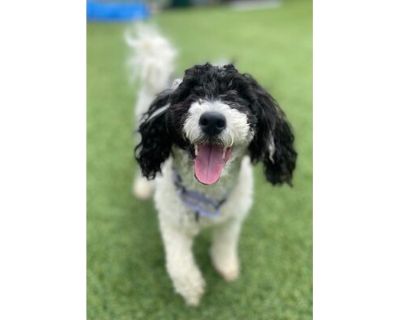 Sheldon - English Cocker Spaniel/Poodle (Miniature) Mix Male Dog for Adoption