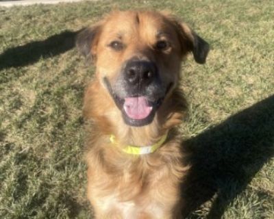 Emerald - Great Pyrenees Mix Male Dog for Adoption