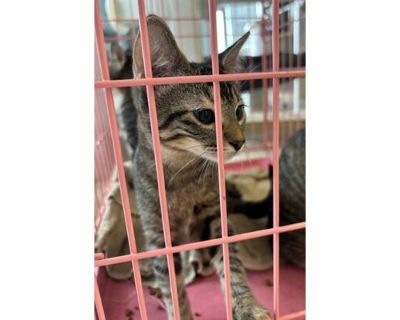 Tigre - Domestic Shorthair/Domestic Mediumhair Mix Female Cat for Adoption