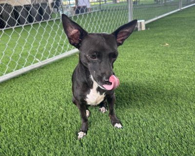 Tilda - Chihuahua Mix Female Dog for Adoption