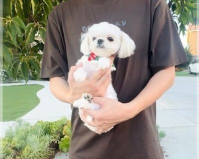 9 Months Old * Size at Maturity: Small * Availability Date: 11/03/2025 * Shipping Area: Nationwide * Payment Method: Credit Cards, Cash *. 1yr old tiny teacup male Maltese Full vaccinated Flat face apple head short legs Only for pet Located eastvale ca Delivery available 909-816-6838 Accept btc, ether, XRP, doge, Shiba