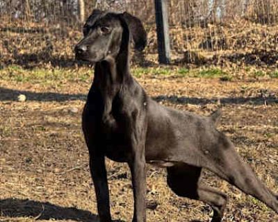 Mars - Doberman Pinscher/Weimaraner Mix Female Dog for Adoption