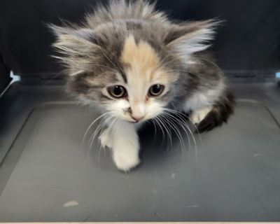 Primary Color: Muted Calico Secondary Color: White Weight: 2lbs Age: 0yrs 0mths 9wks Animal has been Spayed. Health Vaccinations up to date, spayed / neutered.. Kitten Female Small