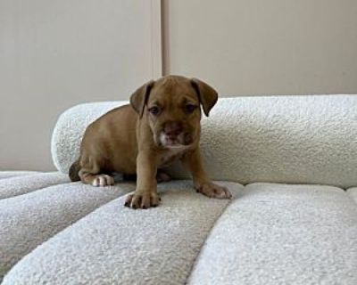 Kendra - Labrador Retriever/Pit Bull Terrier Mix Female Puppy for Adoption