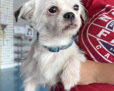 Cuchi - Brussels Griffon & Maltese Mix Male Dog for Adoption