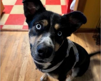 Juniper - Siberian Husky / Australian Cattle Dog Female Puppy