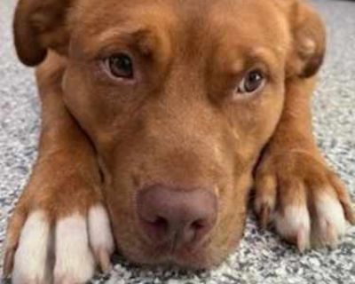 Cooper G. - Labrador Retriever Male Dog for Adoption