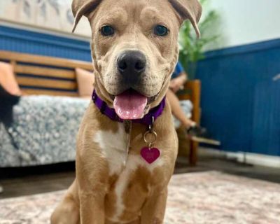 Cheyenne - American Pit Bull Terrier Female Dog for Adoption