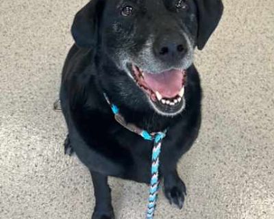 Highland (in foster) - Labrador Retriever Female Dog for Adoption