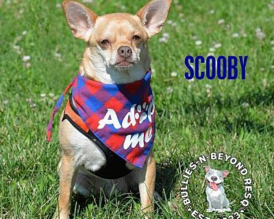 Scooby - Chihuahua/Dachshund Mix Male Dog for Adoption