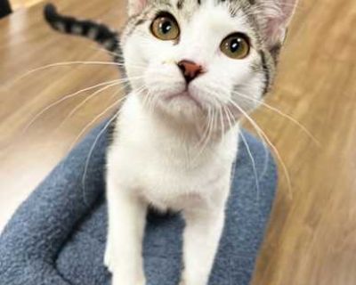 Purrincess - Domestic Shorthair Female Cat for Adoption