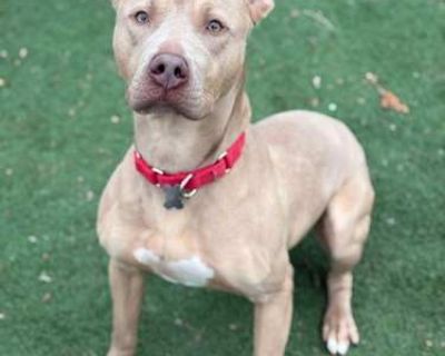 Chase - American Pit Bull Terrier Male Dog for Adoption