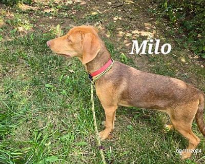 Milo - Hound (Unknown Type) Male Dog for Adoption