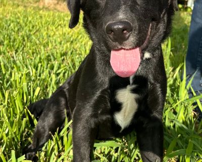 Benny - Labrador Retriever Male Puppy for Adoption