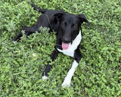 Shadow - Shepherd (Unknown Type)/Labrador Retriever Mix Male Dog for Adoption