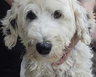 Stella - Old English Sheepdog/Poodle (Standard) Mix Female Dog for Adoption