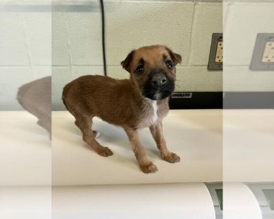 SAMMY - Rat Terrier Mix Female Puppy for Adoption