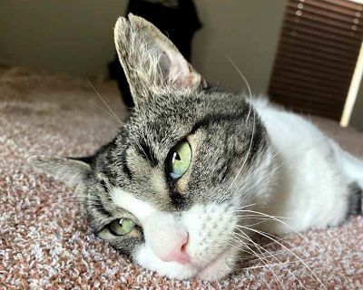 Senior. Brown tabby. Hi, I m Maxine! I once had a family with kids, but they decided they didn t want me anymore. I don t know why, I promise I m a sweet girl. I have cute, raspy meows and I love to talk. I love pets and you ll know how much I love you by my loud purrs. I am a mature girl and I don t enjoy playing much anymore. I d rather cuddle with you on the couch and watch your favorite mov...