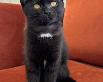 KITTEN ESPRESSO - Domestic Shorthair Female Cat for Adoption