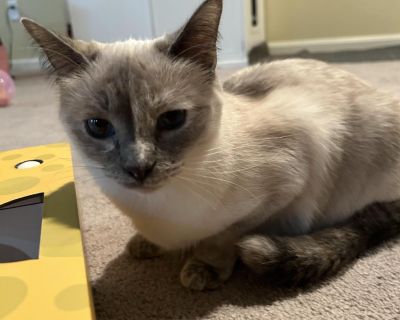 Belle - Siamese Female Cat for Adoption
