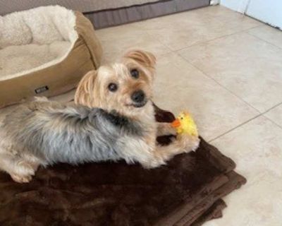 Roberto - Yorkie, Yorkshire Terrier Male Dog for Adoption