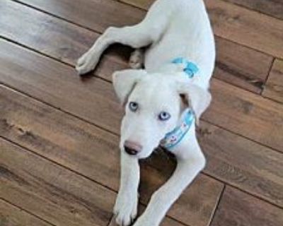 Collin - Labrador Retriever Male Puppy for Adoption