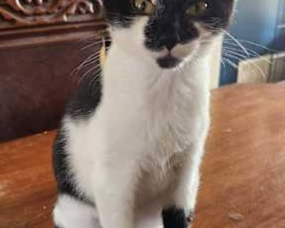 Milkshake - Domestic Shorthair Male Cat for Adoption