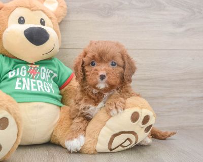 Meet Winifred, our 5-week old Doodle Female Cavapoo Puppy. She is 2lb 15oz @ 5.6 weeks and estimated to grow to 14-20 lbs. Cavapoos are Intelligent, Loving. Age 5 weeks Birth Date 10/10/2025 Gender Female Current Weight 2lb 15oz @ 5.6 weeks Est Adult Weight 14-20 lbs Registry n/a Vaccinations Up-To-Date On All Shots Vet Inspection (inspected at 8 wks). Cavapoo Breed Info The Cavapoo, also refer...