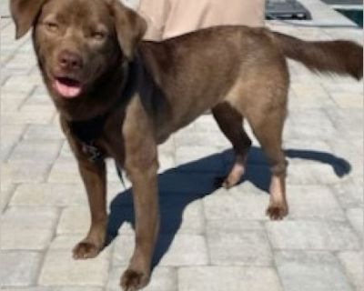 Coco - Female Puppy Siberian Husky / Lab for Adoption
