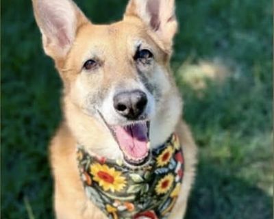 Meet Stella! This beautiful 9-year-old German Shepherd weighs 64 lbs and is ready to find her forever family! Stella is a sweet, affectionate girl who loves being around people and other dogs. She walks nicely on leash, knows how to sit, and will gladly show off her good manners for a tasty treat (her favorite!). Don t let her age fool you Stella still has plenty of love and life left to share!...