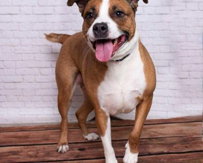 Meet Suzie! This 5-year-old Black Mouth Curr and Staffie mix is bursting with personality, love, and playful energy! Suzie is a loyal sidekick who s always ready for adventure and snuggles. Whether she s romping with other dogs or curled up for cuddle time, Suzie gives 110%. She currently lives with other dogs, large and small breeds. She s house trained, and leash trained. Suzie thrives on pla...