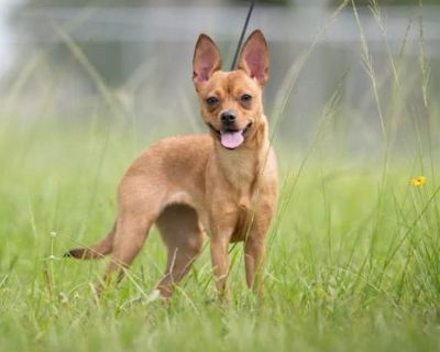Miss Story - Miniature Pinscher Female Dog for Adoption
