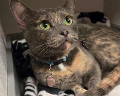 Meet Glacier! At 4 years old, this gal is past her "kitten phase," but still young and full of love. When Glacier first came into the shelter, she was very shy and afraid of her new surroundings. After a stay in foster care, she showed us all just how quickly she warms up and makes friends! Once she gets to know you a little bit, she's very affectionate and cuddly. She just LOVES to be pet! In ...