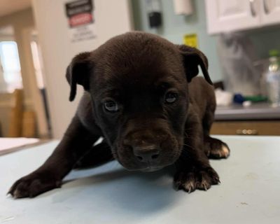 Meet Minnie! Minnie is an 8-week-old Lab / terrier mix who is all wags and wiggles. Found as a stray in South Carolina with her sister, she has wasted no time soaking up all the love and care in her foster home. Minnie is a happy, healthy, bouncy puppy who loves playing, exploring, and then curling up for snuggles when she is done. She is looking for a cuddly family to call her own, where she c...