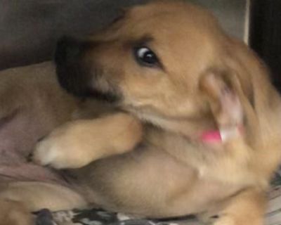 Characteristics Curious, Friendly, Playful Coat length Short Health Vaccinations up to date.. Puppy Female Medium Yellow / Tan / Blond / Fawn , Black