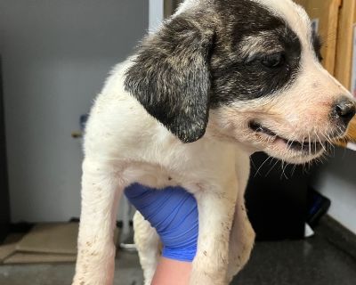 Lily - Mixed Breed Female Puppy for Adoption